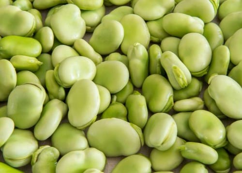 Dried fava beans instant pot hot sale