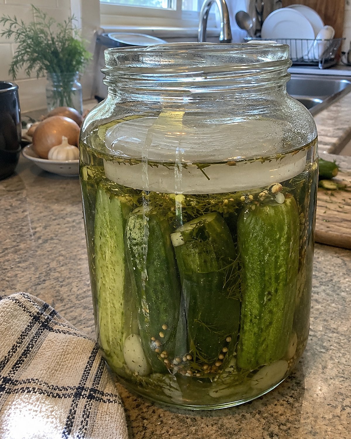 Cucumbers held below brine by a weight in a wide kitchen jar.