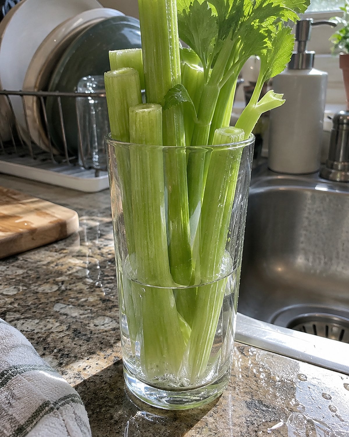 Cut celery stalks standing in a drinking glass beside the kitchen sink.